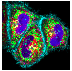 Fluorescent Cells